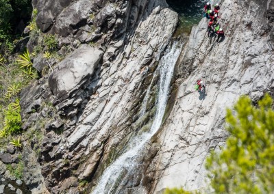 canyon fleur jaune