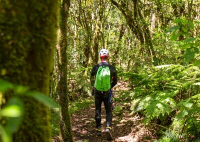 marche forêt tropicale