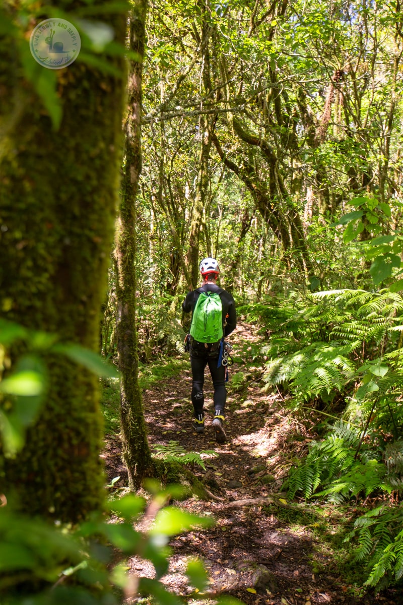 marche forêt tropicale